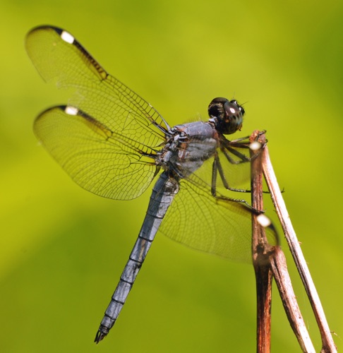 Male
2013_06_22_Chattooga